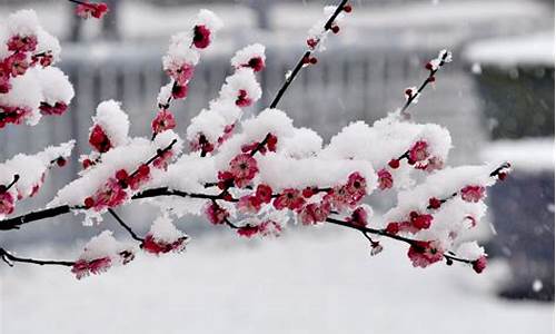 小花的含义是什么_小花代表的什么季节天气